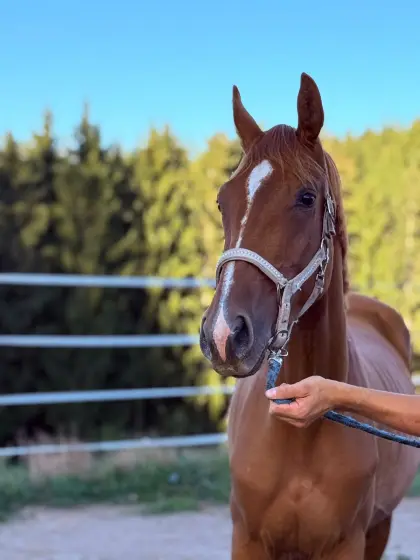 Österreichisches Warmblut