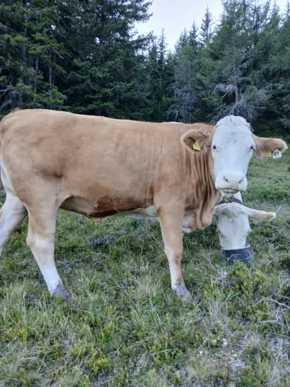 Verkaufe FV-Kalbin