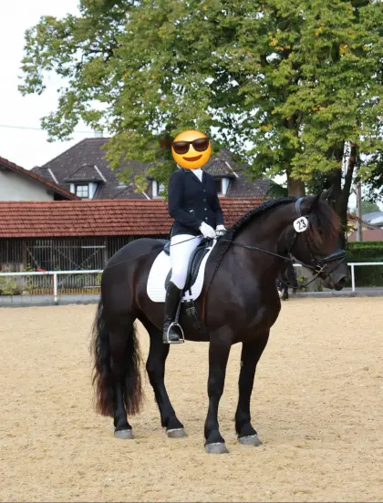 Noriker-Rappstute, 7 Jahre, zu verkaufen