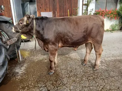 Verkaufe förderfähige Original Braunvieh-Deckstiere