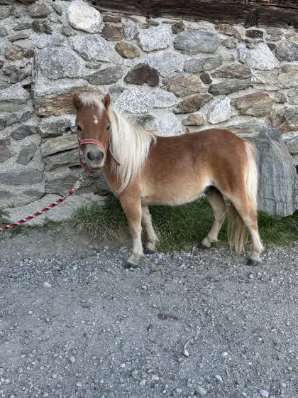 Pony