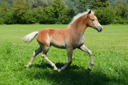 Alviano GK, Haflinger Hengstfohlen