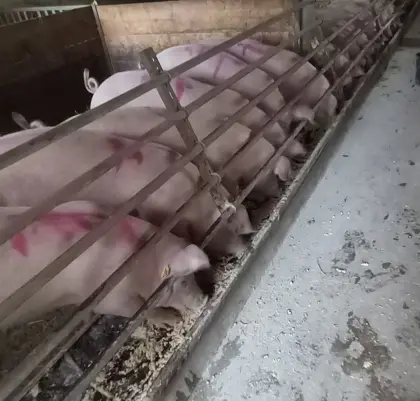 Jungschweine