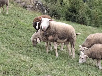 Berrichon du Cher Widder