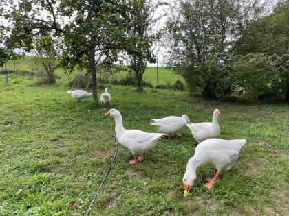 Hausgänse zu verkaufen
