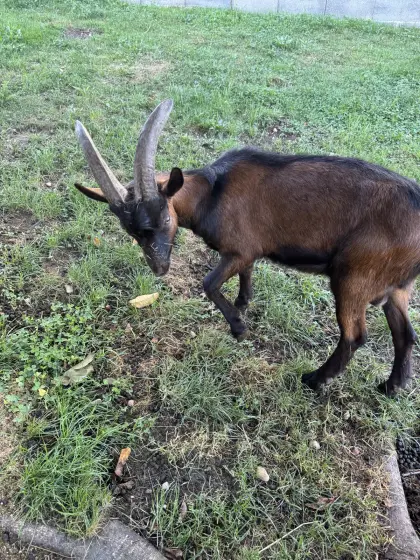 Aosta Bockkitz
