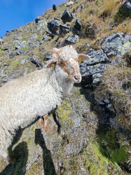 Zutrauliche Lämmer und Jungschafe