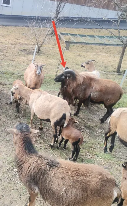 Kamerunbock „Sigi“