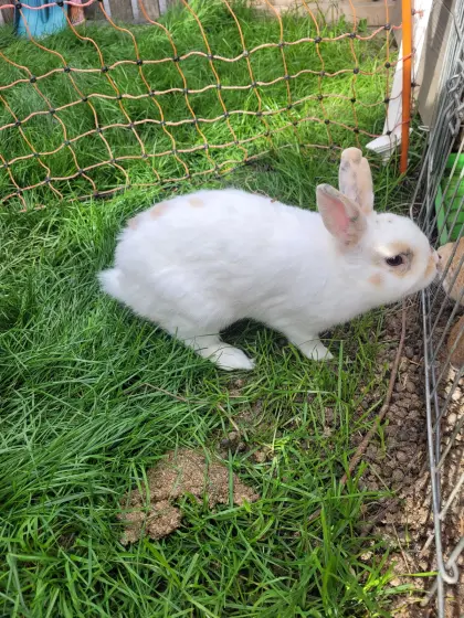Zwergkaninchen