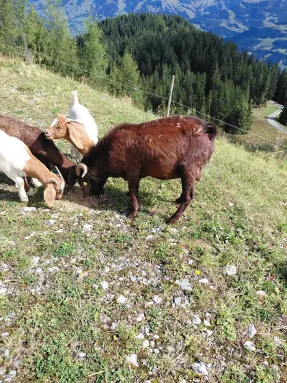 Burenziegenbock