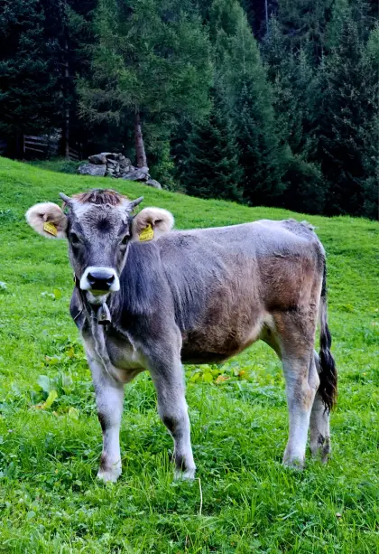 Grauvieh-Jährling