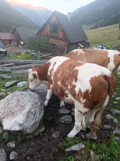 Bio FV Kalbin, trächtig