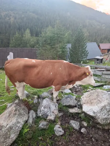 Bio FV Kalbin, trächtig