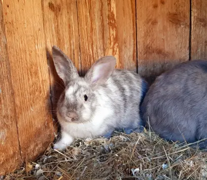 Zwergkaninchen-Junghäsin
