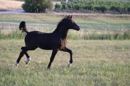 Welsh Cob Hengstfohlen
