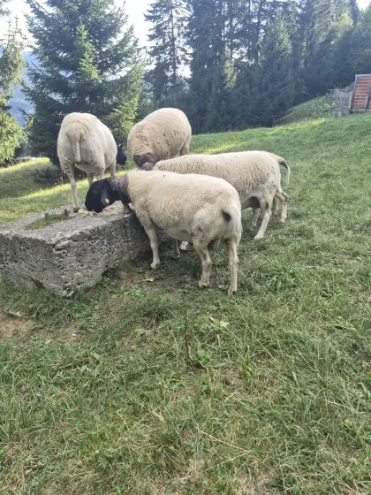 Dorperschafe