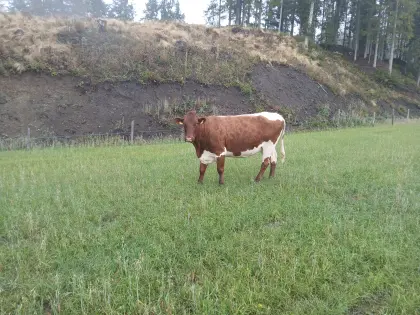 Pi Kühe