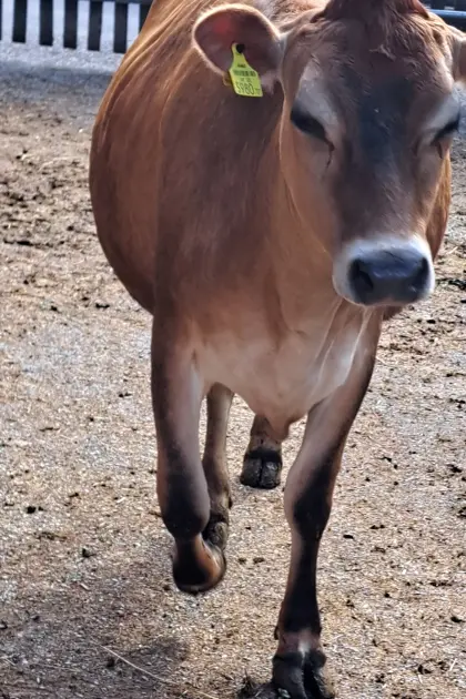 3 Jersey-Kalbinnen zu verkaufen