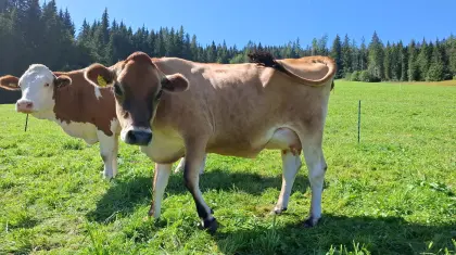 Jersey-Kuh und Kalbin zu verkaufen