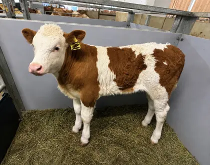 Bio-Stierkalb