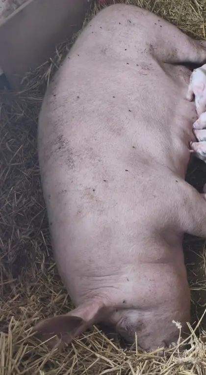 Schwein
