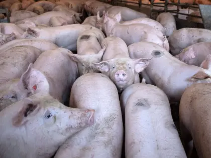 Verkaufe 30 Ferkel