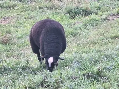Bio-Zwartbles-Schafe, Zucht