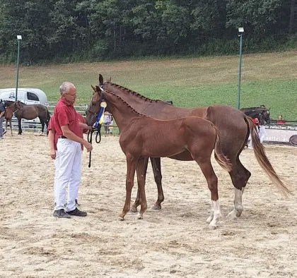 Finn Warmblutfohlen Hengst