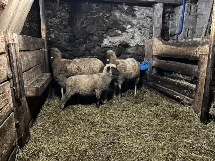 Braun geschecktes Bergschaf