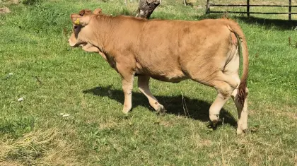 Murbodner Jungkalbin
