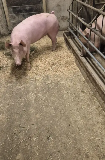 Edelschwein Jungeber