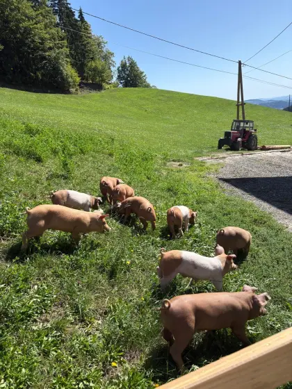Duroc-schwäbisch-hällische Ferkel