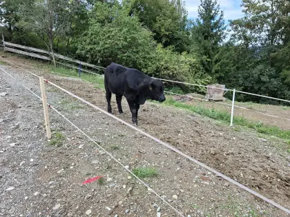 Angus-Stier