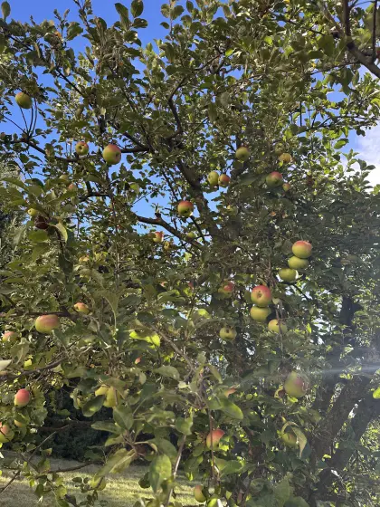 Apfelsaft naturbelassen