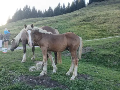 Noriker Dunkelfuchs