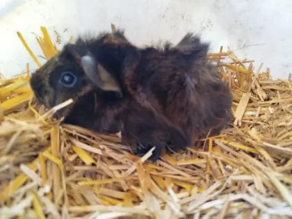 2 liebe Meerschweinchen-Weibchen