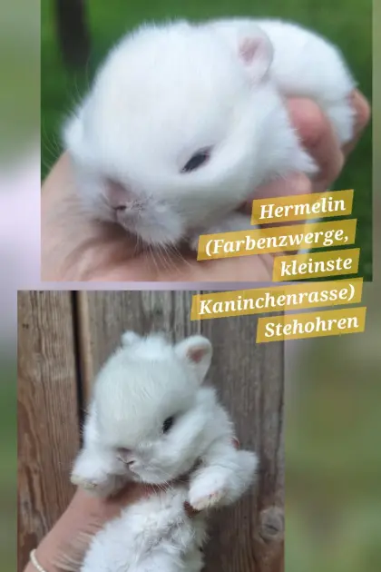 Hermelin-Nachwuchs, Farbenzwerg, Zwergkaninchen