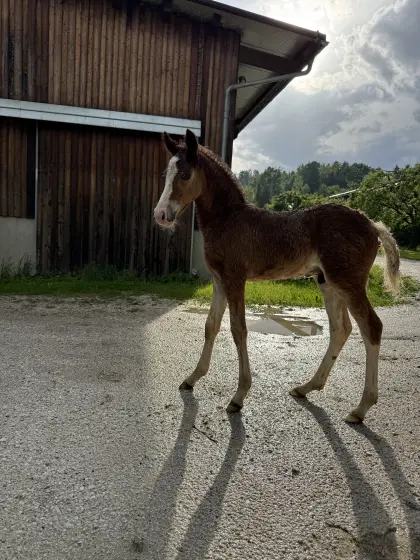 Typvolles Araber-Pinto-/Ponymix-Hengstfohlen