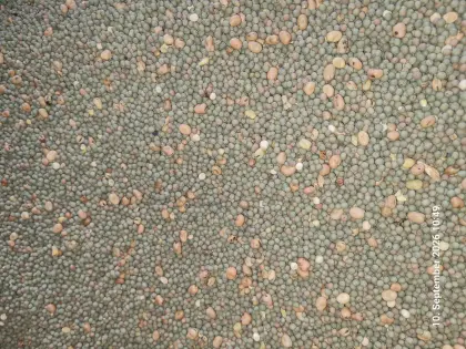 BIO Winterkörnererbse, Gemenge Winterkörnererbse-Ackerbohne