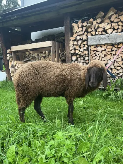 Braunes Bergschaf