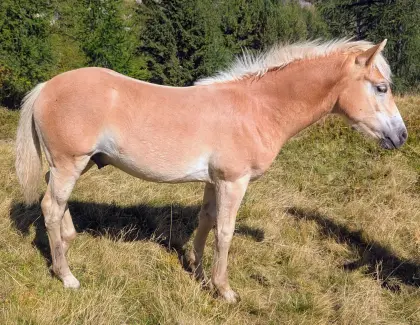 Samson, Sommerhit x Vis a Vis (MV Wolfgang), moderner Typ