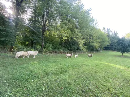 Waldschafherde
