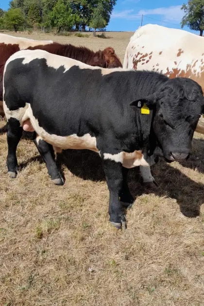 Bio Pinzgauer Stier