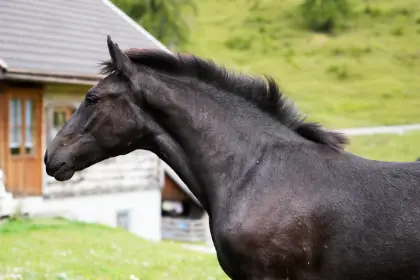 Noriker Hengstfohlen Rappe
