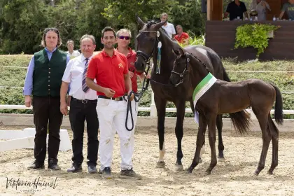 Frankbang, österr. Warmblut Hengst