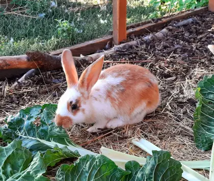 Tricolor-Scheck-Kaninchen-Häsin
