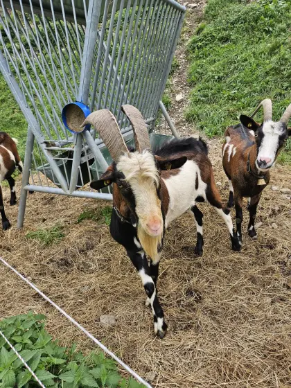 Tauernscheckenbock