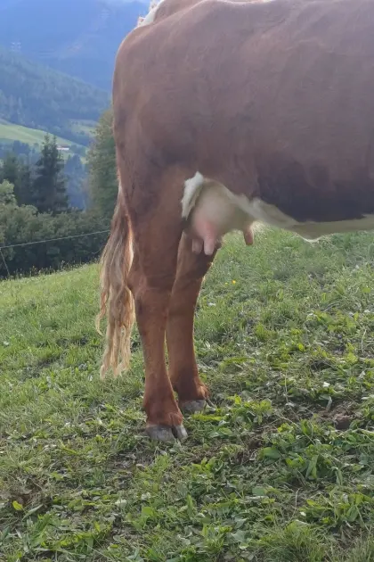Verkaufe Bio Kalbin