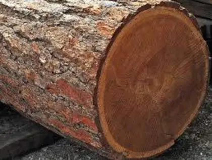 Rundholz Lärche