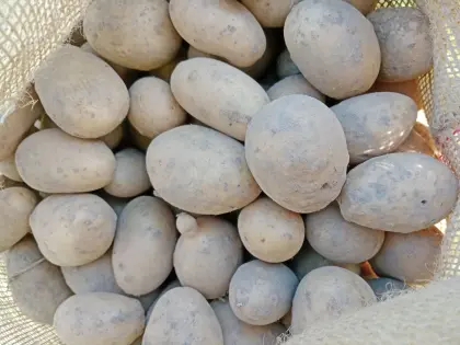 Futterkartoffeln